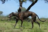 GREYHOUND 105